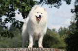 SAMOYEDE 092